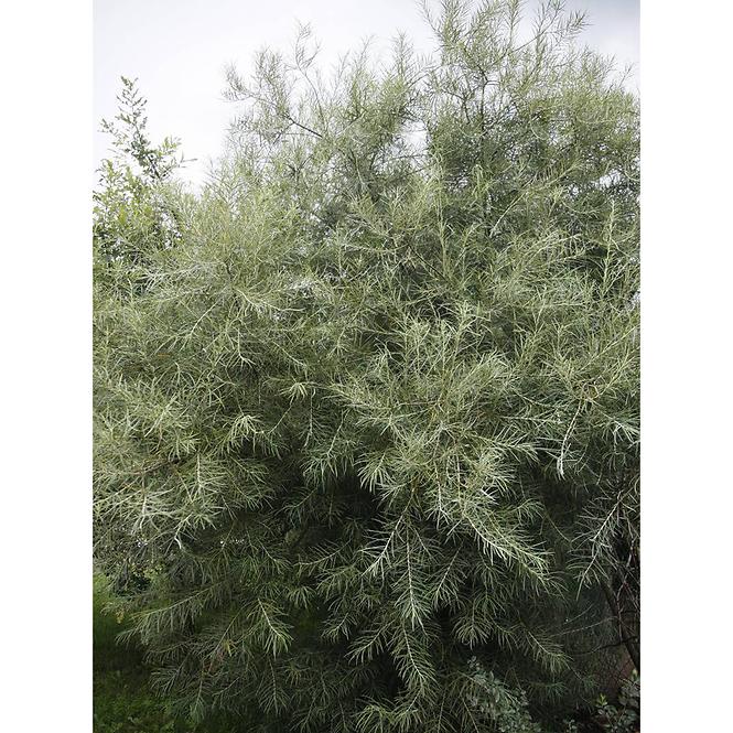 Salix elaeagnos angustifolia C3pa