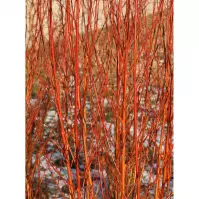 Salix flame C5 140-160