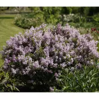 Syringa meyeri palibin C3 30-35