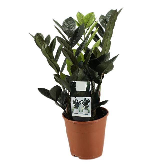 Zamioculcas raven 14/45