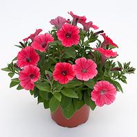 Petunia Mix K12cm