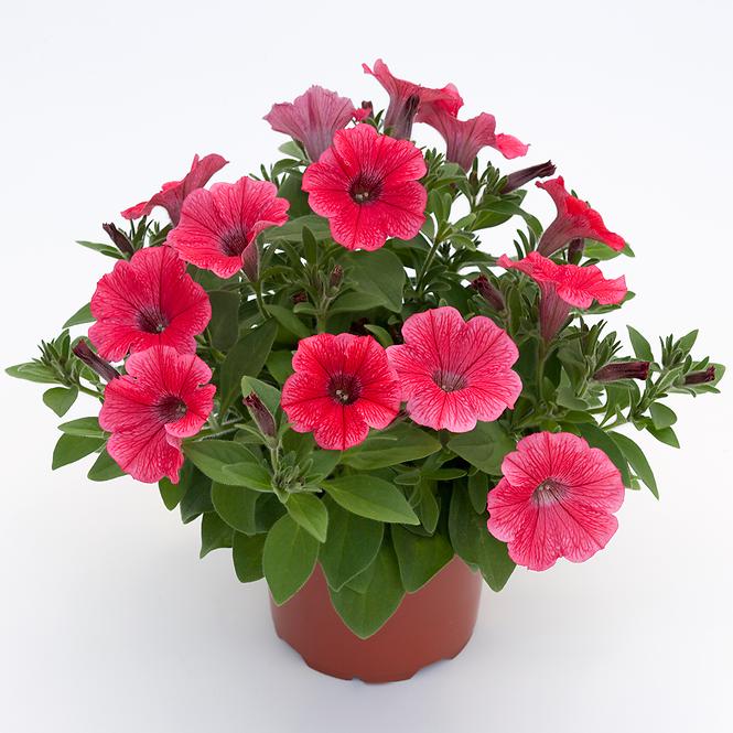 Petunia Mix K12cm