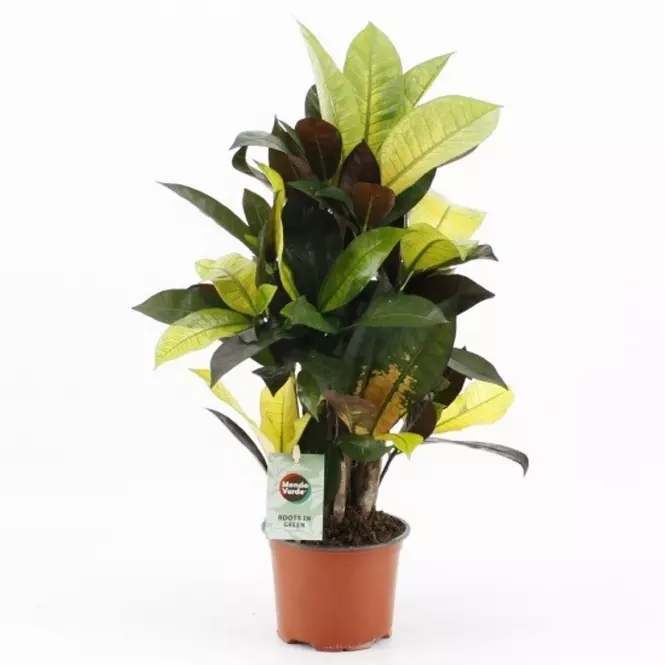 Codiaeum variegatum Mrs Iceton 12/45