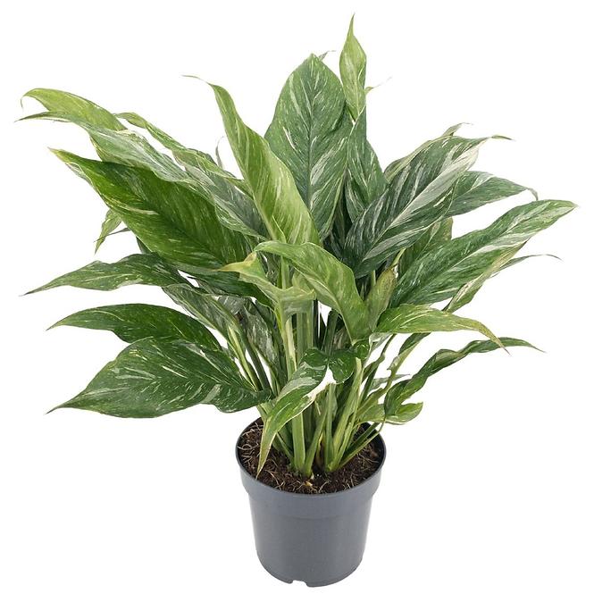 Spathiphyllum diamond 14/40