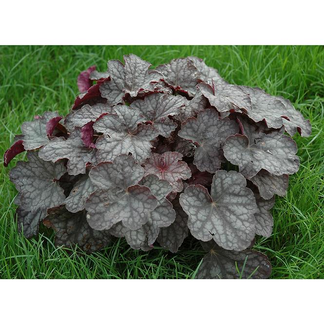 Heuchera P12