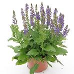Salvia K17