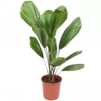 Licuala grandis 24/110