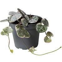 Ceropegia variegata 6/10