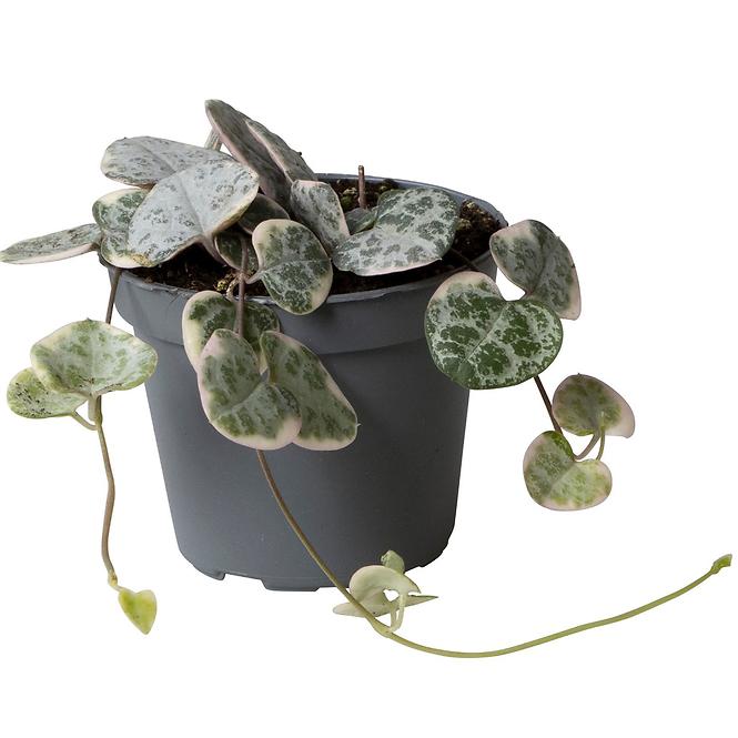 Ceropegia variegata 6/10