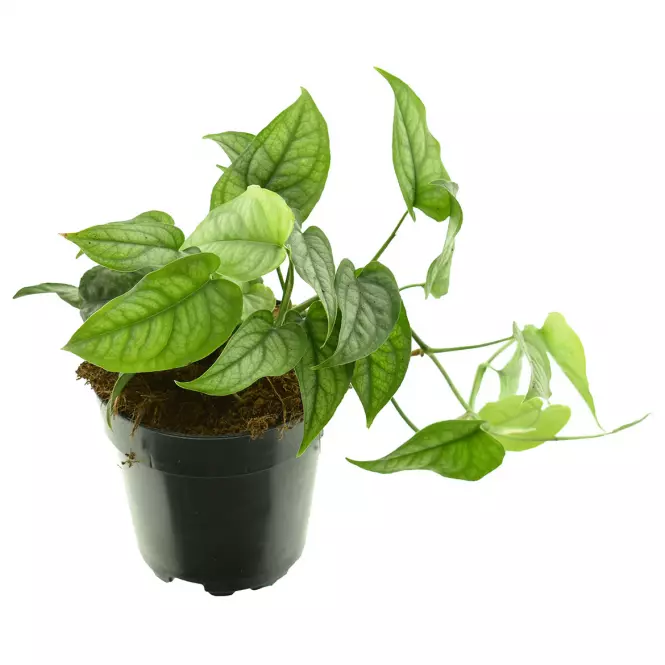 Monstera siltepecana 12/22