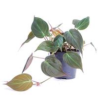 Philodendron scandens micans 12/25