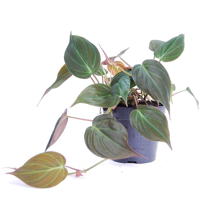 Philodendron scandens micans 12/25