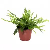 Blechnum spicant 12/25
