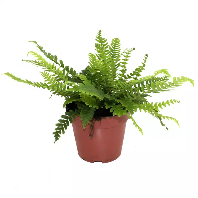 Blechnum spicant 12/25