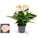 Anthurium peach 9/35