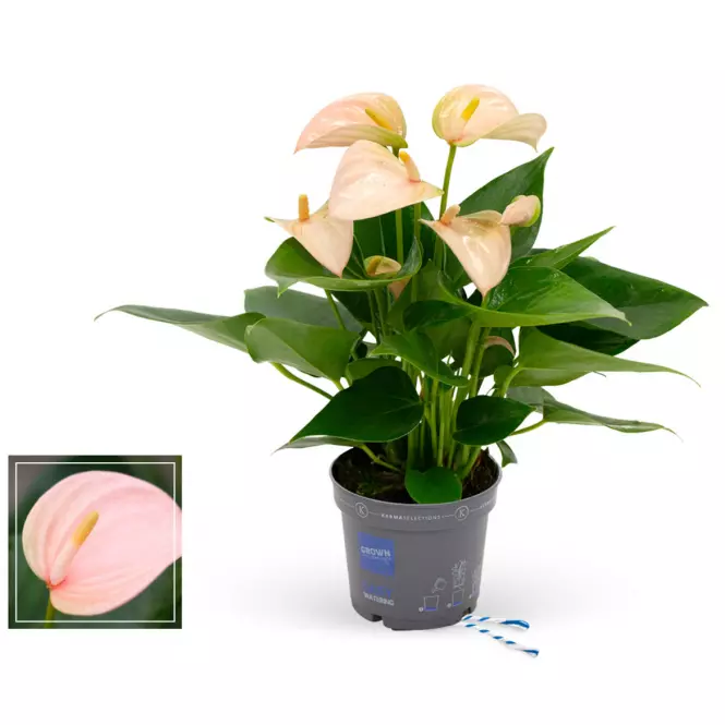 Anthurium peach 9/35