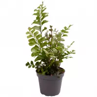 Didymochlaene trunculata 6/15