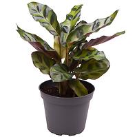 Calathea lancifolia 6/10