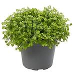 Selaginella apoda 6/9