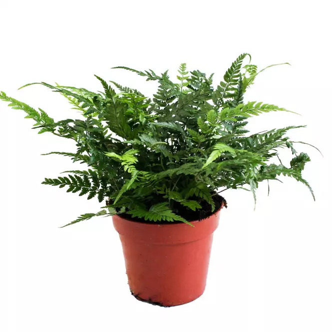 Polystichum tsus-simense 12/30