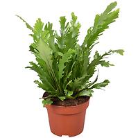 Asplenium campio 12/25