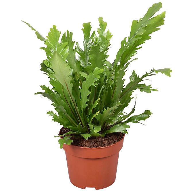 Asplenium campio 12/25