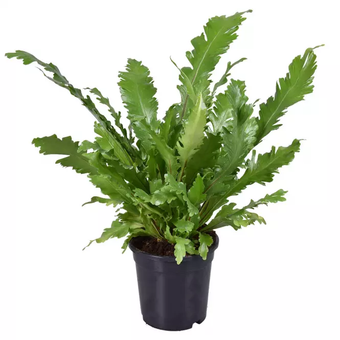 Asplenium campio 17/45
