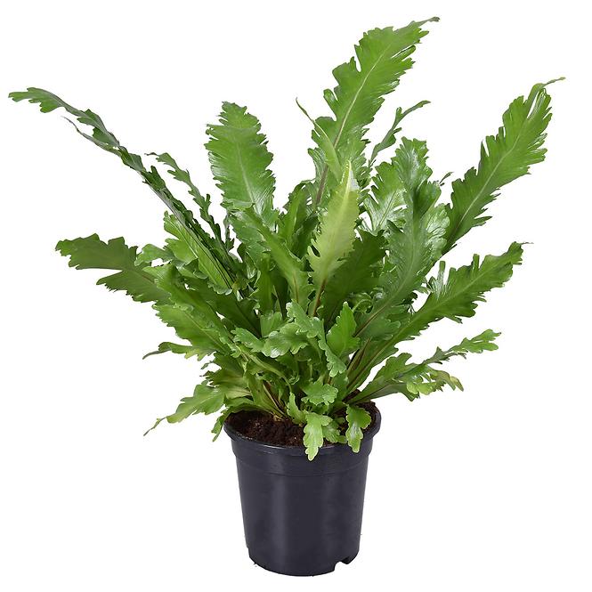 Asplenium campio 17/45