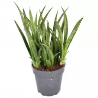 Sansevieria trifasciata tess 12/35