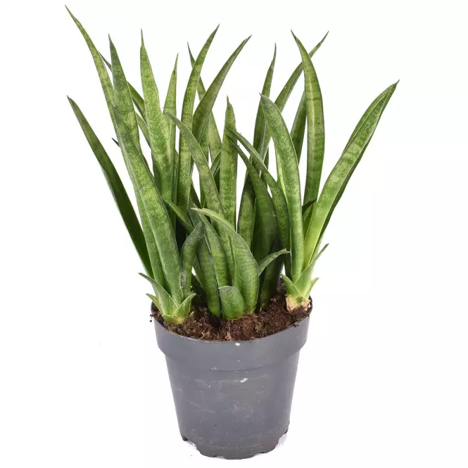 Sansevieria trifasciata tess 12/35