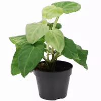 Syngonium ice frost 14/40