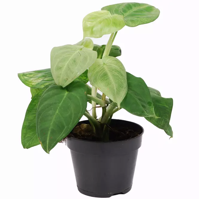 Syngonium ice frost 14/40