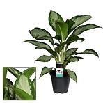 Aglaonema cleopatra 17/60