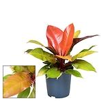 Philodendron prince of orange 19/55