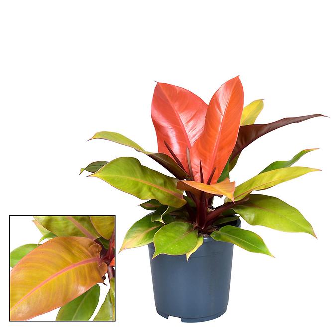 Philodendron prince of orange 19/55