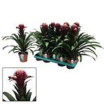 Guzmania francesca 13/40