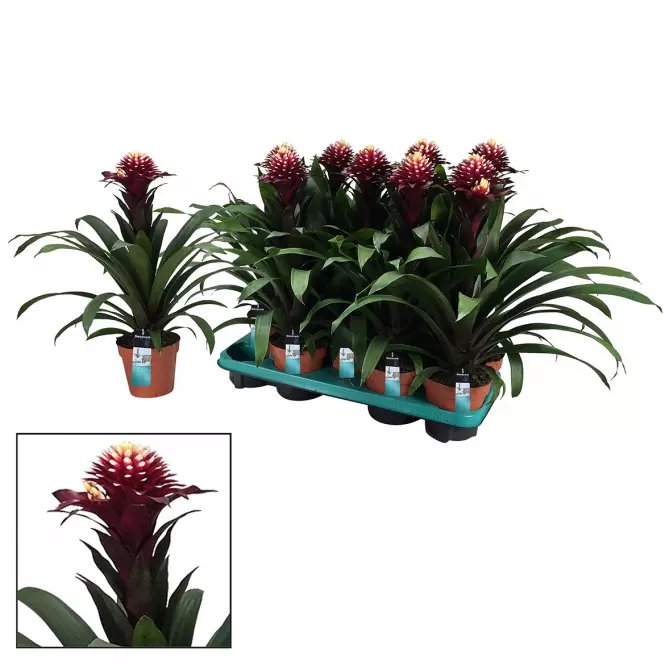 Guzmania francesca 13/40