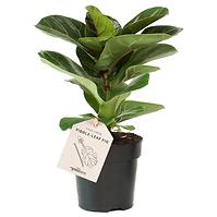 Ficus lyrata 11/25