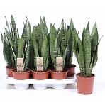 Sansevieria zeylanica 14/50