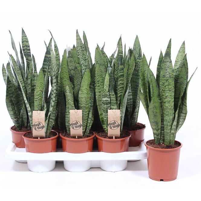 Sansevieria zeylanica 14/50