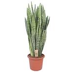 Sansevieria zeylanica 30/110