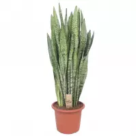 Sansevieria zeylanica 30/110