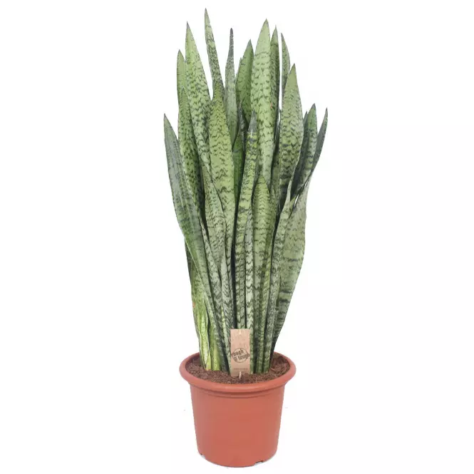 Sansevieria zeylanica 30/110