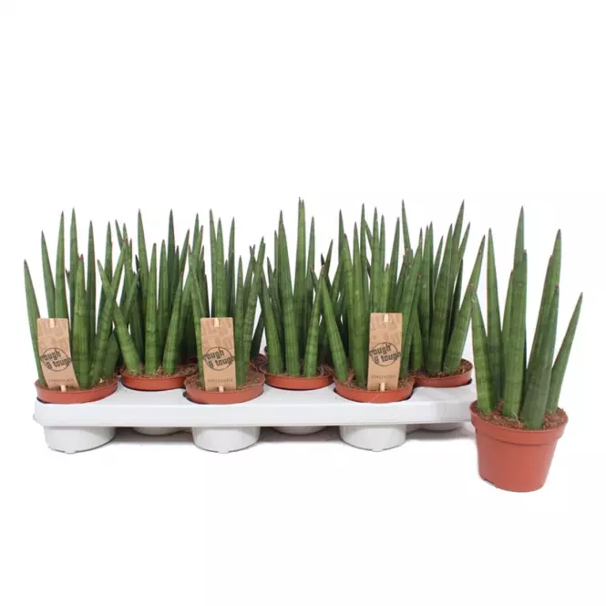 Sansevieria tough guy mikado 10/30