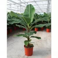 Musa dwarf cavendish 34/170