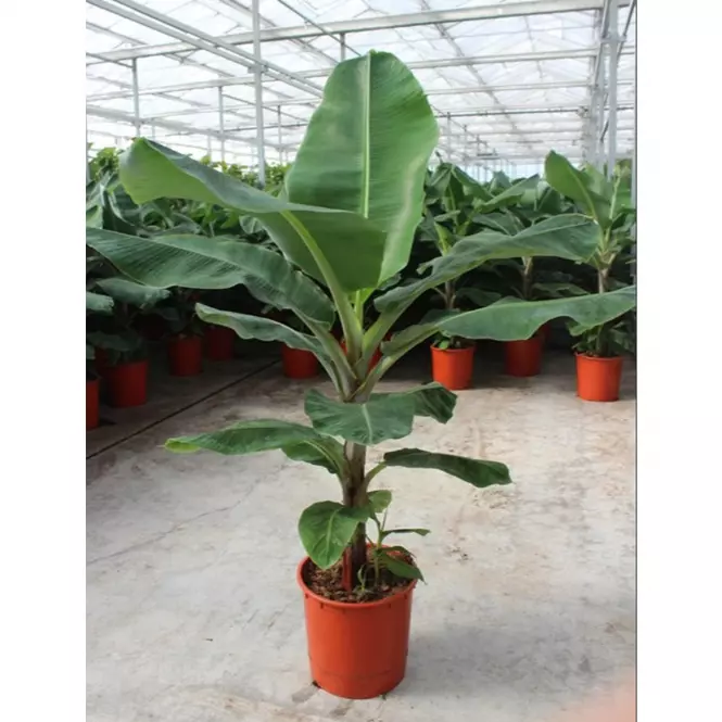 Musa dwarf cavendish 34/170