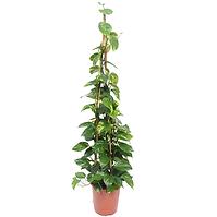 Epipremnum aureum 27/160