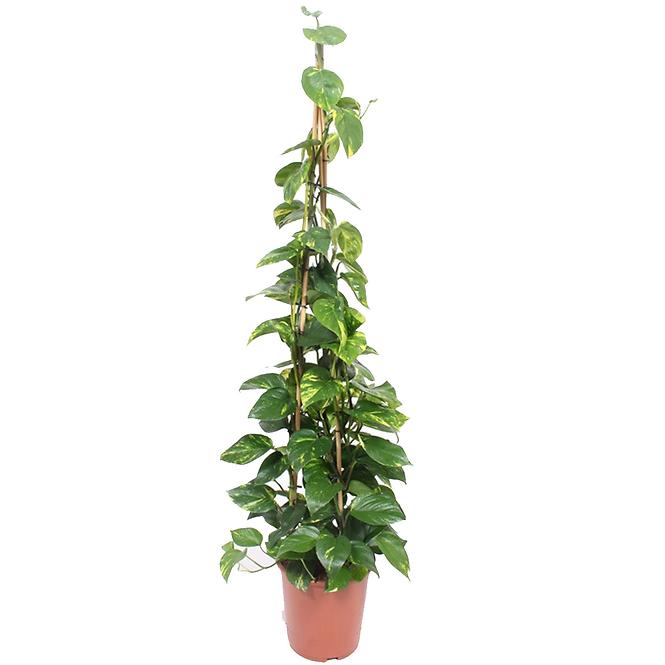 Epipremnum aureum 27/160