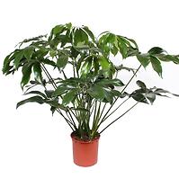 Philodendron green wonder 34/120