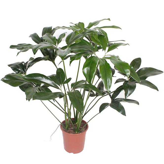 Philodendron green wonder 27/90
